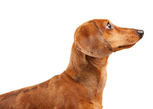 短頭發(fā)的Dachshund Dog