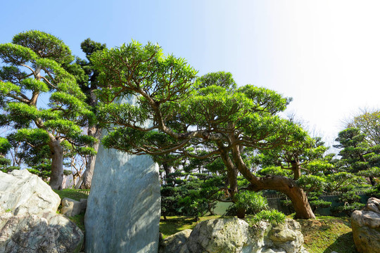 中國園林植物
