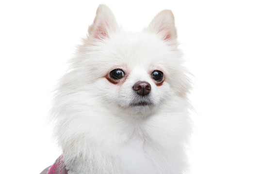 白博美犬