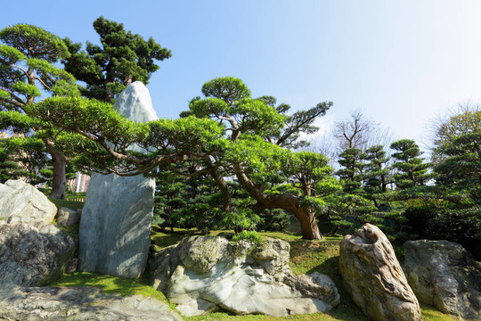 中國園林植物