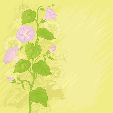 背景flowers Ipomoea