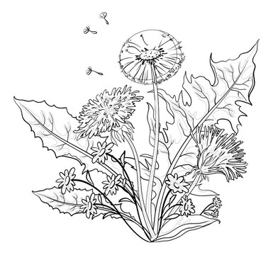 花與葉蒲公英；輪廓