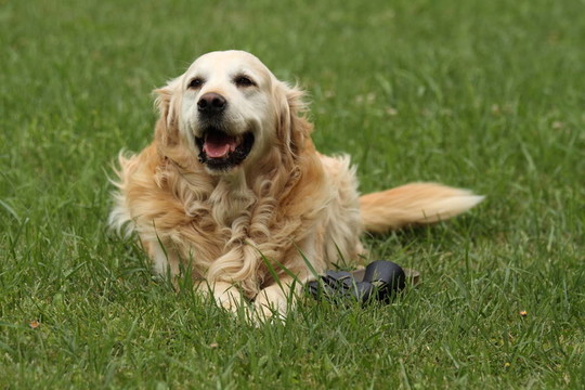 金毛獵犬