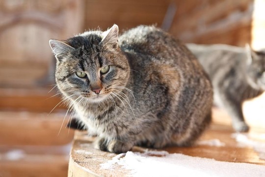 冬天的雪動物貓小貓WHI