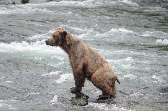 河流中的鮭魚捕撈大Brown Bear
