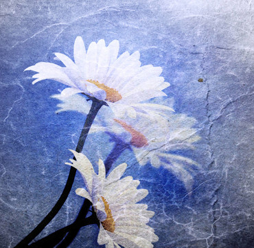 大的背景與雛菊