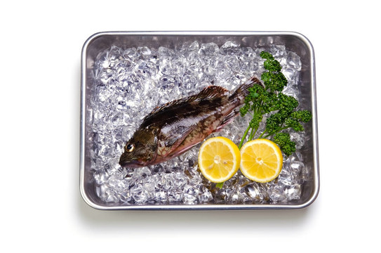 蝎子魚