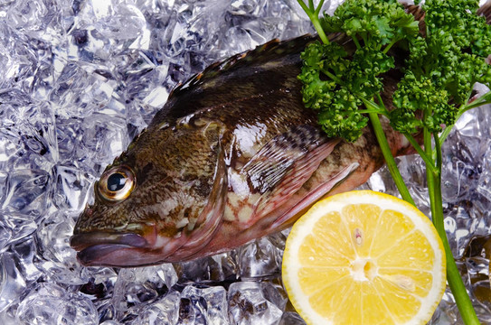 蝎子魚