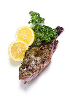 蝎子魚(yú)