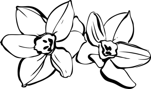 在白色背景的水仙花數(shù)