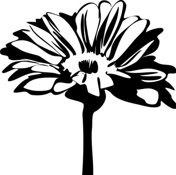 雛菊花在莖上