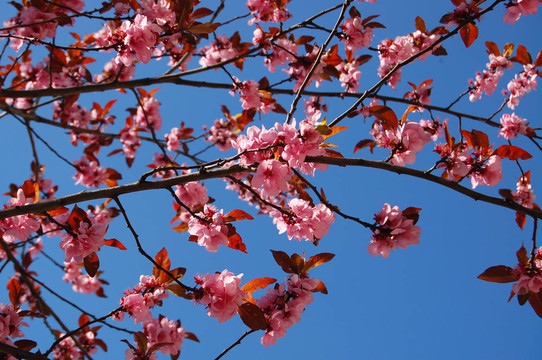 櫻花樹枝