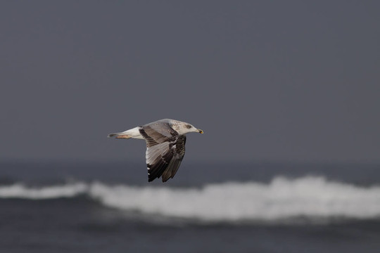 海鷗飛