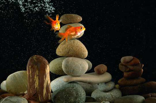 水族中的金魚