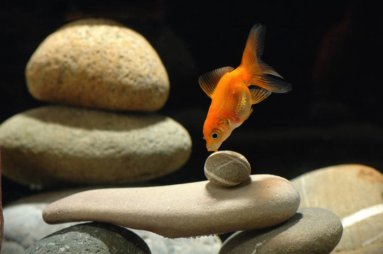 金魚在魚缸里