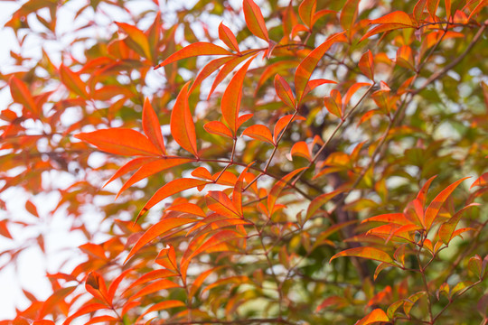紅葉