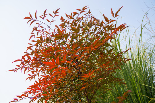 紅葉