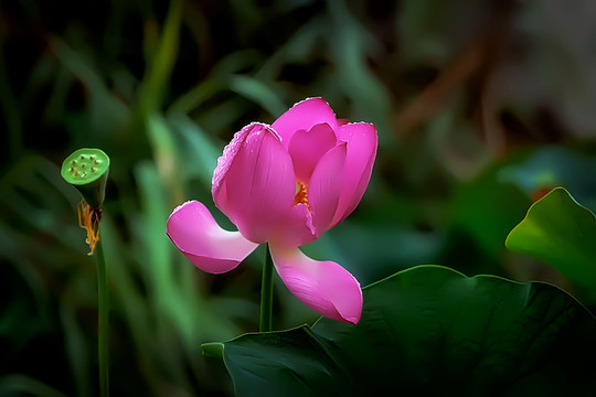 荷花