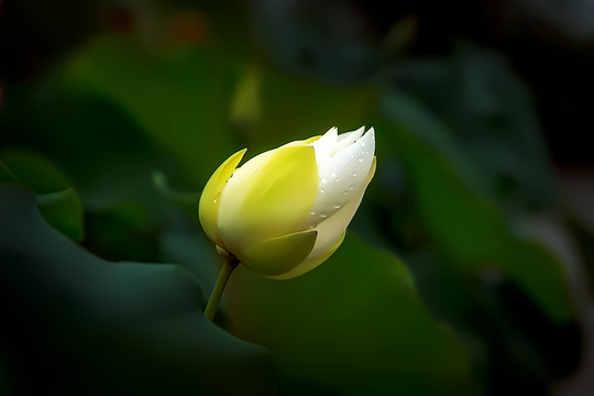 荷花