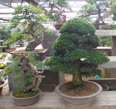 黑松 盆景 中國(guó)唐苑
