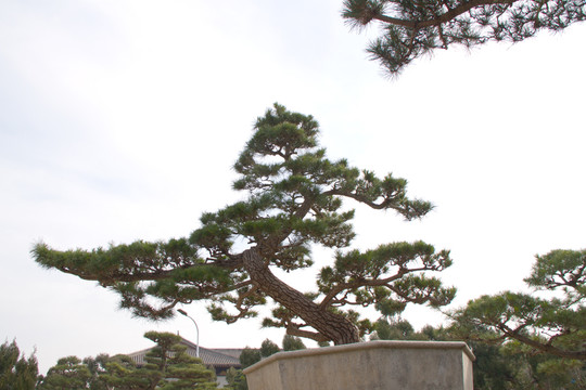 黑松 室外大型盆景