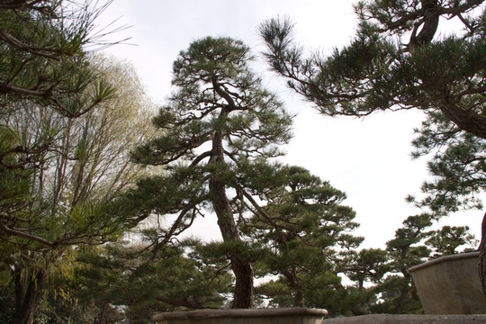 黑松 室外大型盆景
