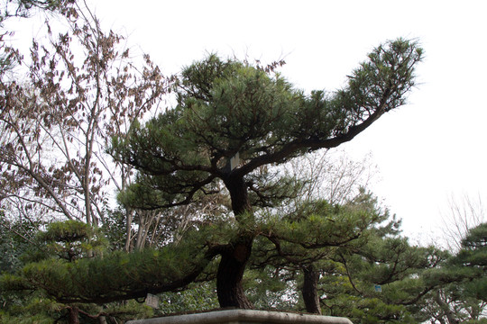黑松 室外大型盆景