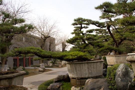 黑松 室外大型盆景