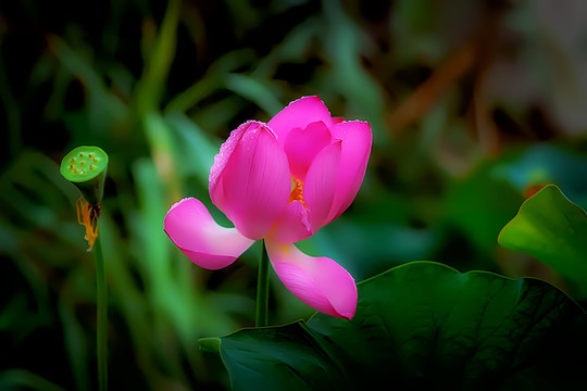 荷花