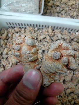云南特產(chǎn)藥材原料三七