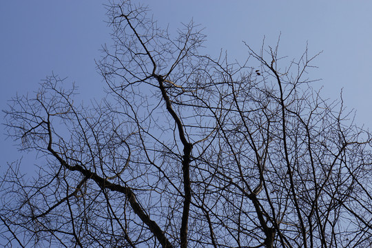 落葉樹(shù)枝