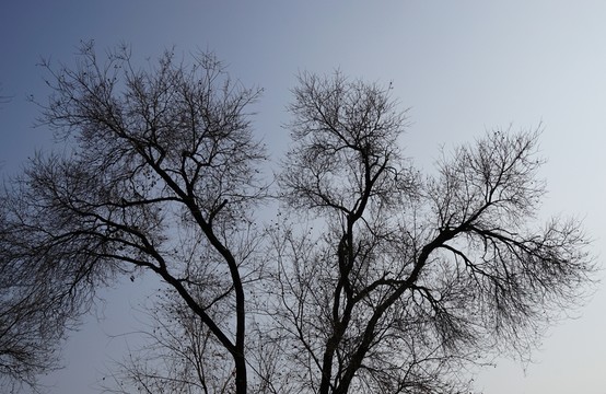 樹(shù)枝