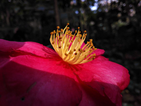 醉人山茶花