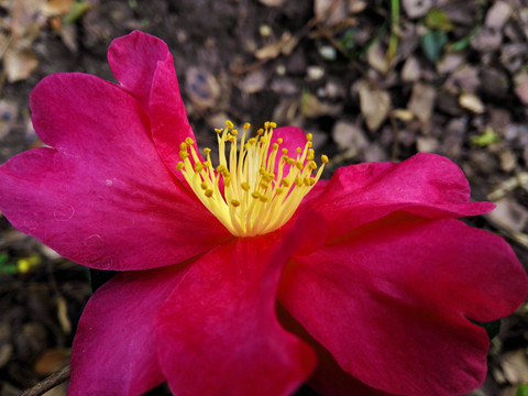 醉人山茶花