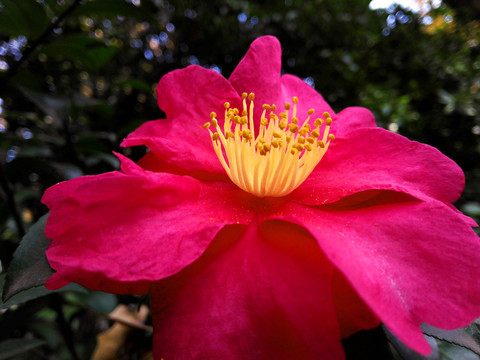 醉人山茶花
