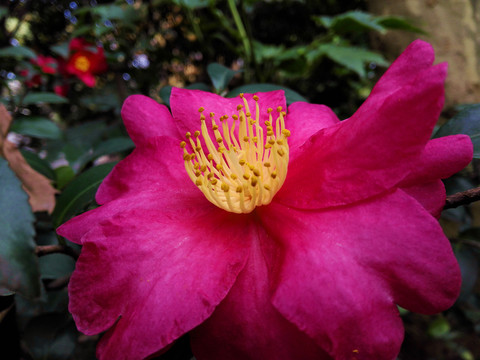 醉人山茶花