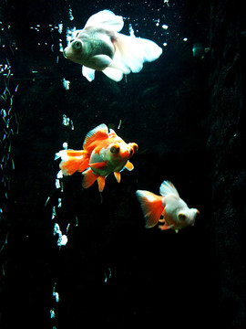小金魚