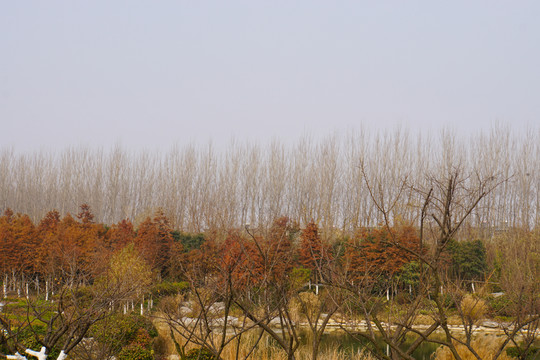紅樹林