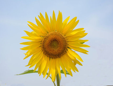 太陽花