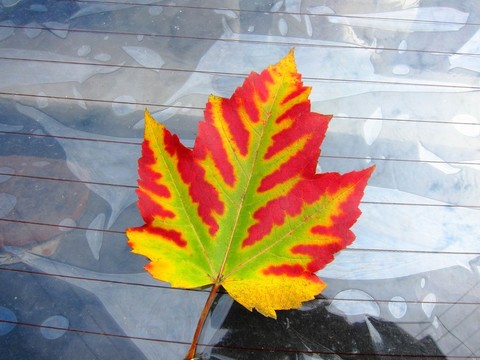 紅楓葉
