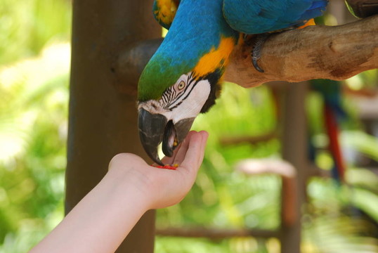 兒童喂養(yǎng)Parrot