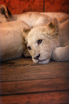 動物園里的小獅子