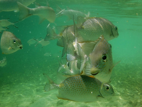 熱帶魚