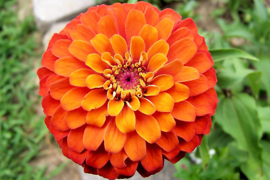 菊百日草