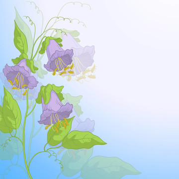 Flowers kobe與藍(lán)天