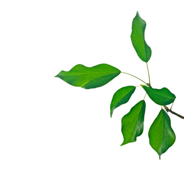 白色孤立枝