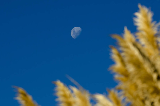 自然- Moon Sky