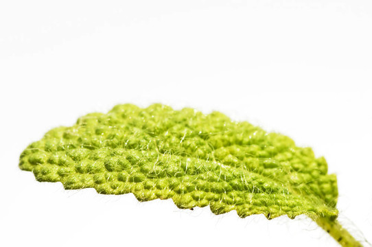 鼠尾草
