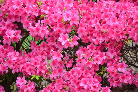 杜鵑花