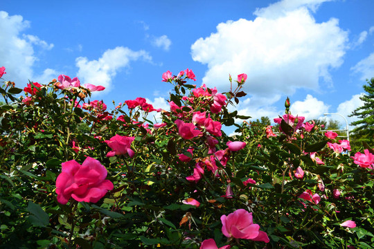 美麗的Rose Bush
